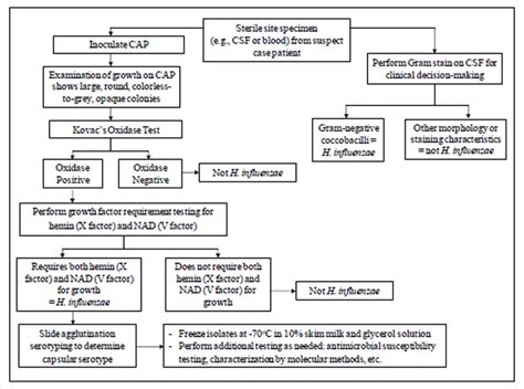 haemophilus identification flow chart